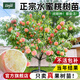 臨雅早熟水蜜桃樹(shù)苗嫁接鷹嘴黃桃樹(shù)南北方種植巨型桃樹(shù)水果苗當年結果 【旗艦款】陽(yáng)山水蜜桃【50-60cm】1棵