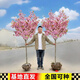 翩然日本櫻花樹(shù)苗南北方室外庭院別墅種植綠化大型風(fēng)景樹(shù)花卉耐寒植物 河津櫻 2公分粗/1.3米高左右丨原土球
