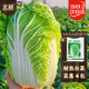 北蔬 夏陽(yáng)大白菜種子抗熱耐高溫春季蔬菜籽 華良熱王45白菜種子5gx4包