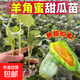 正宗羊角蜜甜瓜苗秧苗帶土瓜果蔬菜苗盆栽庭院陽(yáng)臺小院 綠寶石甜瓜【帶土發(fā)貨】 1g 20棵【帶土發(fā)貨+肥料】