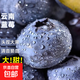 云南高山藍莓特大果頭茬鮮果新鮮藍莓水果當應季自帶花香整箱脆甜 罕見(jiàn)特大果【單果22mm+】 4盒小份裝【70g/盒】