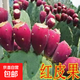 仙人掌種苗盆栽多肉植物果樹(shù)苗食用仙人掌苗米邦塔黃果陽(yáng)臺庭院種 紅皮果 3年苗【當年結果】 15cm(含-30cm(不含