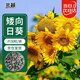 北蔬 向日葵種子苗盆栽矮生觀(guān)賞葵花室內外花卉籽 觀(guān)賞向日葵種子30粒
