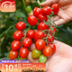 壽禾 正宗釜山88圣女果小番茄種子冬春季蔬菜籽 釜山88千禧圣女果種子 100粒