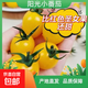 丹東夏日陽(yáng)光小番茄黃珍珠小柿子黃金圣女果低糖即食水果 帶箱約4斤，凈果3.6斤