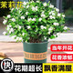 開(kāi)時(shí)果 茉莉花苗盆栽濃香型花卉 室內四季開(kāi)花陽(yáng)臺好養帶花苞桌面綠植物 精品茉莉花3-6株【原土發(fā)貨】