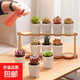 多肉植物組合套餐室內盆栽穴盤(pán)小苗稀有品種萌肉肉新手綠植 10顆隨機多肉+10個(gè)八角盆+土