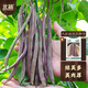 北蔬 蕓豆種子種苗豆角豇豆四季豆扁豆爬藤蔬菜種籽 九粒紅種子40g