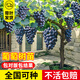 綠達葡萄樹(shù)苗當年結果巨峰藍寶石葡萄苗果樹(shù)樹(shù)苗庭院爬藤盆栽南方種植 玫瑰香10年苗當結果