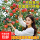 蘋(píng)果樹(shù)果苗特大號嫁接紅富士冰糖心樹(shù)苗庭院南北方果樹(shù)當年結果樹(shù) 四川丑蘋(píng)果5年苗【1.5厘米粗】