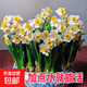 正宗漳州水仙花種球水培盆栽水養植物耐寒年宵花室內外濃香花綠植 精選大球1個(gè)【直徑3-7】送肥