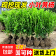 小葉黃楊苗瓜子黃楊苗獨桿黃楊樹(shù)苗冬青苗黃楊球庭院綠籬籬笆樹(shù)苗 黃楊苗30-40厘米高50棵【全國可種植，耐寒耐旱 50cm(含)-60cm(不含)