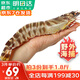 哆鮮生 海捕竹節蝦 野外生長(cháng)活凍國產(chǎn)斑節蝦大花對蝦九節竹節鬼蝦蝦類(lèi) 竹節蝦 大號 7-9條 300g(凈重)