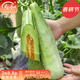 壽禾 羊角蜜甜瓜種子香瓜脆甜酥脆汁多超甜冬春季壽光種籽 （多汁）壽甜9號羊角蜜種子200粒
