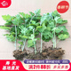 育禾農 艾草苗正宗大葉艾葉籽種子藥用食用老品種盆栽種植苗 艾草幼苗 5棵