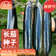 壽禾 長(cháng)茄杭茄種子大全蔬菜紫線(xiàn)茄冬春季盆栽壽光茄子菜籽 紫長(cháng)茄種子200粒（100粒x2包）