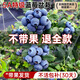 臨雅【帶果發(fā)貨】藍莓苗樹(shù)苗陽(yáng)臺種植庭院盆栽地栽果苗嫁接四季果樹(shù) 【帶果發(fā)貨】5A級精品-F6藍莓-1加侖盆