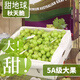 竹域澳洲甜地球青提子秋天脆綠葡萄當季水果整箱新鮮孕婦水果無(wú)籽 商超品質(zhì)1斤嘗鮮裝（無(wú)禮盒）