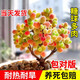 京悠雨糖球枝干番杏多肉植物花卉高端小盆栽稀有品種名貴精品綠 熒光兔枝干群4-6CM【越養越漂亮】 不含盆