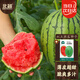 北蔬 西瓜種子苗早熟薄皮小果適合南北方盆栽瓜種籽 紅玉西瓜種子50粒