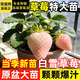 草莓種子帶花帶果初戀奶油草莓白雪苗室內盆栽種植耐寒夢(mèng)晶加侖盆 初戀草莓苗【口感脆甜】 【15天吃果】2盆大苗王帶小青果送肥送底托