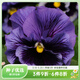 虹越角堇花卉種子 三色堇皺邊角堇萌吖吖秋播系列庭院草本花卉花種籽 皺邊三色堇  閃現-藍色【約5?！? title=