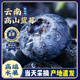 粵迎云南花香藍莓【空運-多地次日達】高山藍莓新鮮現摘應季時(shí)令水果 4盒精選果【單果20mm+】?jì)?00g