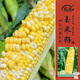 壽禾 雙色水果玉米種子苗黃白大棒春季蔬菜種籽 金輝甜505玉米種子30g
