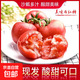 新鮮山東壽光西紅柿番茄超市直播間買(mǎi)菜生鮮減脂蔬菜水果京東快遞 新鮮西紅柿 5斤 （凈重4.5斤） 單果60g起