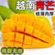 卓勵行越南進(jìn)口大青芒果玉芒果青芒大芒果生鮮新鮮水果 現摘 越南玉芒4.5斤凈重