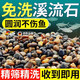 JCZS正宗南京溪流石沙魚(yú)缸底砂原生溪流烏龜缸造景鵝卵石沙魚(yú)缸水族箱 精洗溪流石1-3mm【1斤裝】