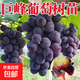 葡萄樹(shù)苗陽(yáng)光玫瑰藍寶石庭陽(yáng)臺院種植果樹(shù)帶土盆栽南北方當年結果 巨峰 3年苗
