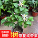 香水檸檬樹(shù)盆栽室內花卉植物好養易活四季常青可食用老樁盆景綠植 香水檸檬樹(shù)3年苗【帶花苞】