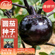 壽禾 長(cháng)茄杭茄種子大全蔬菜紫線(xiàn)茄冬春季盆栽壽光茄子菜籽 濰豐圓盾紫黑茄種子110粒