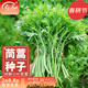 壽禾 小葉茼蒿種子皇帝菜細葉大葉光桿蓬蒿菜菊花壽光冬春季蔬菜萊籽 搶鮮小葉茼蒿種子30g