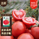 北蔬 水果西紅柿種子種苗老品種毛粉沙瓤菜種籽 粉果西紅柿種子100粒