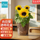 IAM City Farmer向日葵兒童種植盆栽種子學(xué)生植物觀(guān)察窗發(fā)芽生長(cháng)趣味diy植物10033