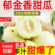 2026新鮮上市頭茬正宗郁金香甜瓜云南現摘薄皮白新鮮自然水果香瓜 【商超品質(zhì)】精品中果3斤