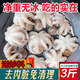 蟹保保新鮮八爪魚(yú)鮮活冷凍小章魚(yú)迷你短腿八抓魚(yú)大爆頭去內臟撈汁小海鮮 一盒裝【6-8只】貴在運費 400g(凈重) 