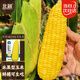 北蔬 超甜水果玉米種子種苗四季蔬菜籽 蘇科甜1506玉米種子50g約350粒