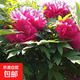 牡丹花樹(shù)苗洛陽(yáng)正宗盆栽大苗纏枝觀(guān)賞陽(yáng)臺花種重瓣大樹(shù)花卉帶芽苞 牡丹王【帶芽苞】 4年苗【4-6枝條】