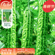 壽禾各種蔬菜種子批發(fā)大全壽光青菜番茄黃瓜四季可種老品種冬春種籽 良苦7號苦瓜種子25粒x2包