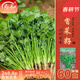 壽禾 農家小葉香菜種子老品種四季芫荽蔬萊籽種籽陽(yáng)臺盆栽冬春季菜籽 濰豐小葉香菜種子60g約4800粒