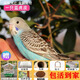 成年可繁殖虎皮鸚鵡活鳥(niǎo)寵物嬌鳳手養小鳥(niǎo)活物下蛋鸚鵡活體送鳥(niǎo)糧 藍虎皮單只-母+單層別墅+鳥(niǎo)窩+秋千