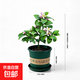 香水檸檬樹(shù)苗盆栽陽(yáng)臺庭院四季花卉植物結果可食用室內外好養盆栽 檸檬盆栽【3年苗】【花期帶花或帶果】【含加侖盆】