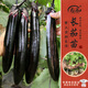 壽禾長(cháng)茄子苗帶土秧苗紫黑亮長(cháng)茄四季蔬菜苗 長(cháng)茄苗9棵源頭直發(fā)包郵