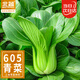 北蔬 小青菜種子苗上海青梗菜油菜種籽 速生605上海青種子50g約2萬(wàn)粒