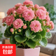 【帶花苞發(fā)】稀有金狐貍長(cháng)壽花盆栽重瓣四季開(kāi)花室內客廳陽(yáng)臺花卉 帶花苞【粉色】配綠色加侖盆