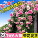 JCZS爬墻薔薇花苗爬藤四季開(kāi)花卉特大花濃香型月季盆栽室外植物老樁 【主圖款包活包對版】粉龍沙寶石1.2-1.4米+ 帶土球不帶盆