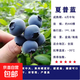 藍莓樹(shù)果苗L25藍莓苗盆栽地栽F6南方北方種植特大果樹(shù)苗四季結果 夏普蘭6年苗【原土發(fā)貨 當年結果】